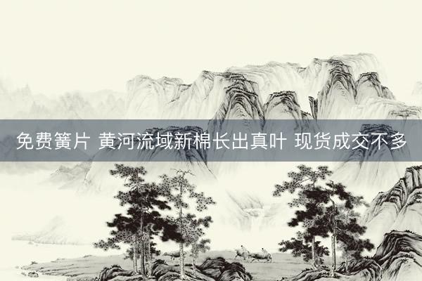 免费簧片 黄河流域新棉长出真叶 现货成交不多